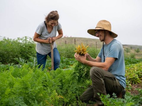 From seed to fork: building better food systems through impact investing