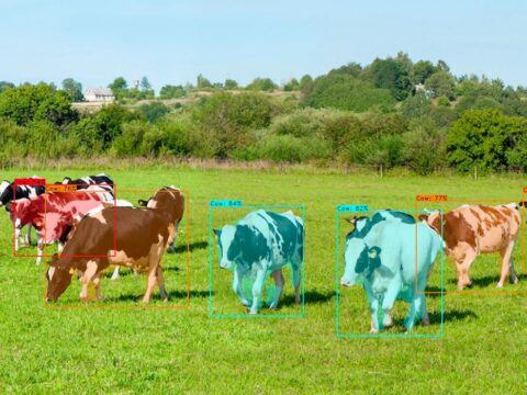 OneCup AI makes images of cows tracked by their system it shows cows on a digital field that are coloured in various hues